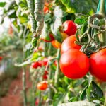 planter les tomates